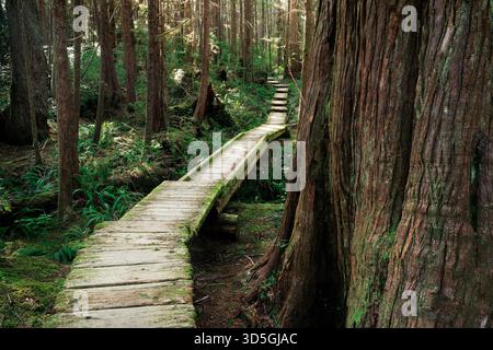 Die hölzerne Promenade Cape Alava Trail schlängelt sich durch einen gemäßigten alten Wald, Cape Alava, Olympic National Park, Washington, USA Stockfoto