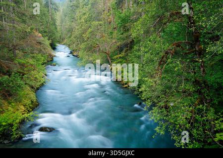 Duckabush River verläuft durch den Olympic National Forest, Jefferson County, Washington, USA Stockfoto