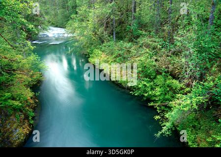Duckabush River verläuft durch den Olympic National Forest, Jefferson County, Washington, USA Stockfoto
