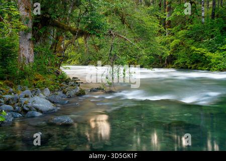 Duckabush River verläuft durch den Olympic National Forest, Jefferson County, Washington, USA Stockfoto
