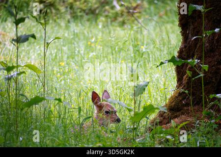 Schwarzwedelhirschkitz liegt auf der Wiese, Hoh River Trail, Olympic National Park, Jefferson County, Washington, USA Stockfoto