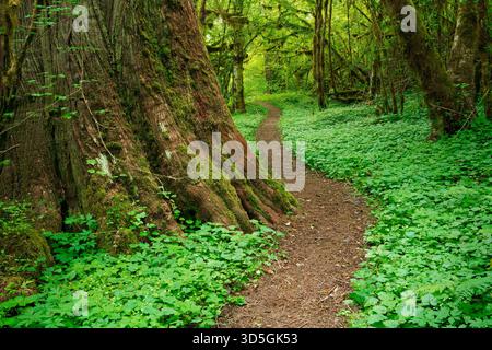 Der HOH River Trail, der am Stamm einer westlichen roten Zederne vorbei und durch einen alten, gemäßigten Regenwald verläuft, war Olympic National Park, Jefferson County Stockfoto