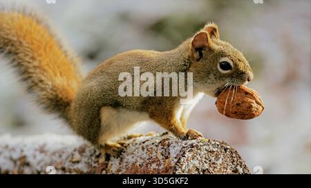 Rotes Eichhörnchen auf Baumzweig, Walnuss in der Hand, Portrait Nahaufnahme Stockfoto