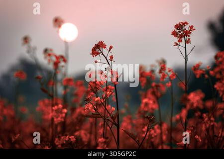 Dramatische Silhouette mit roten Senfblumen mit untergehender Sonne und weichem, trübem Himmel Stockfoto
