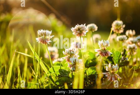 Weiße Kleeblüten (Trifolium repens, Ladino, Niederländisch) auf einer Sommerwiese aus nächster Nähe. Grünes Grasfeld fällt bei Abendsonne. Wunderschöne Landschaft Stockfoto