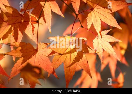Im Herbst verwandeln sich Ahornblätter in Gelb-, Orange- und Rottöne. Stockfoto
