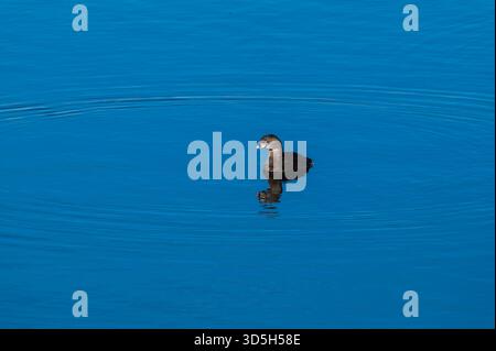 Ein Rattenschnabel (Podilymbus podiceps) schwimmt allein auf dem ruhigen blauen Wasser des El Dorado Park Lake in Kalifornien. Quelle: Erik Morgan Stockfoto