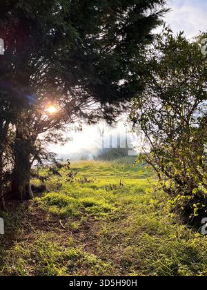 Sonnenstrahlen brechen durch Bäume über einem nebeligen grünen Feld. Atmosphärische Naturszene auf dem Land in der Nähe von Hull, England. Stockfoto