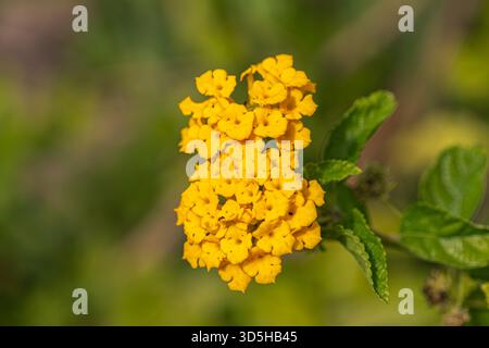 Eine detaillierte Makroaufnahme einer leuchtend gelben Lantana Camara Blume in einem Garten. Der Hintergrund ist weich, unscharfes grünes Bokeh mit Kopierraum. Stockfoto