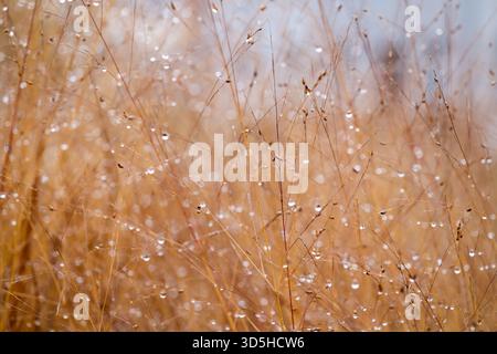 Makronaht von trockenen Gräsern, die mit Tautropfen bedeckt sind und in sanftem goldenem Licht leuchten. Stockfoto