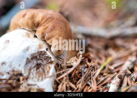 Junger Pilz, der aus dem Waldboden zwischen Gras und natürlichem Waldlicht auftaucht. Stockfoto