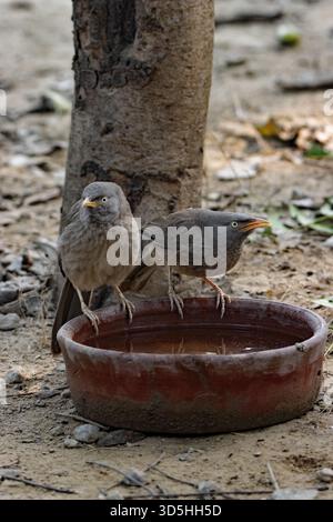 Ein Paar Jungle Babbler (Argya striata) trinkt aus einer braunen Wasserschale Stockfoto