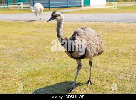 Größere Rheas, die über ein sonniges Grasfeld in einem Wildgehege laufen. Stockfoto