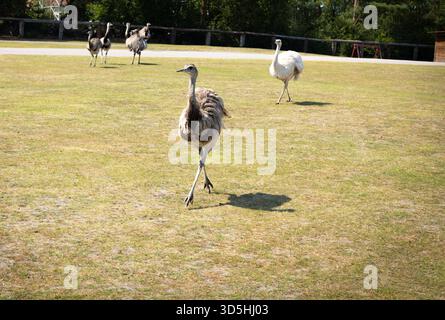 Größere Rheas, die über ein sonniges Grasfeld in einem Wildgehege laufen. Stockfoto