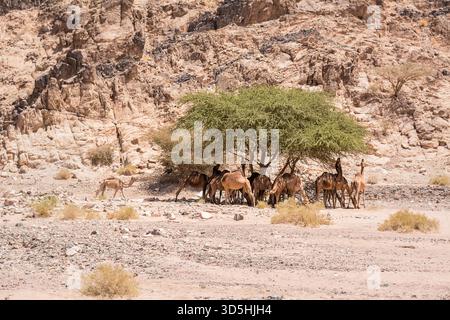 Herde von Dromedaren, die im Schatten eines Baumes unter einer felsigen Klippe ruhen Stockfoto