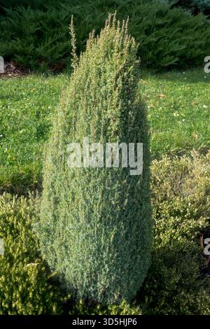 Gewöhnlicher Wacholderbaum Juniperus communis „Compressa“ kompakte Konifer im Garten Stockfoto