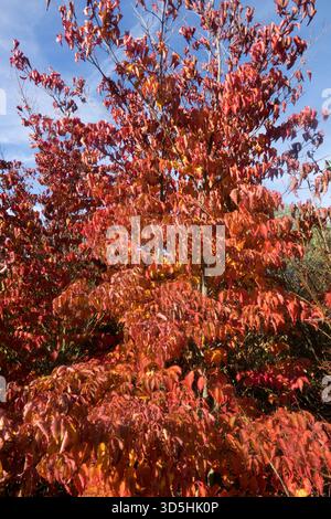 Cornus Kousa Dogwood Tree Japanischer Dogwood Herbst Stockfoto