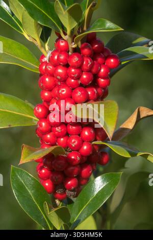 Ilex aquifolium J. C. van Tol, englische Holly Ilex Beeren Stockfoto