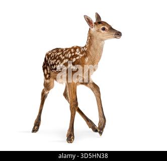 Seitenansicht eines ein paar Stunden alten Rothirsches, cervus elaphus, der vor weißem Hintergrund läuft Stockfoto