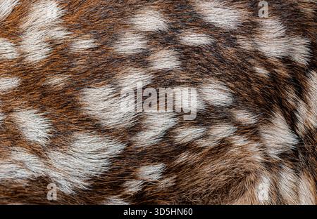 Detaillierte Textur von ein paar Stunden alten Rotwild-Rehpelz, die die charakteristischen braunen und weißen Flecken des cervus elaphus hervorhebt Stockfoto