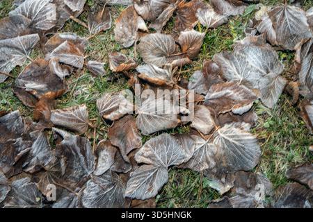 Frostige Herbstblätter auf dem Rasen im November Stockfoto