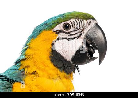 Nahaufnahme eines jungen blau-gelben Aras - ara ararauna - , auch bekannt als der blau-goldene Ara, mit seinen lebendigen Federn Stockfoto
