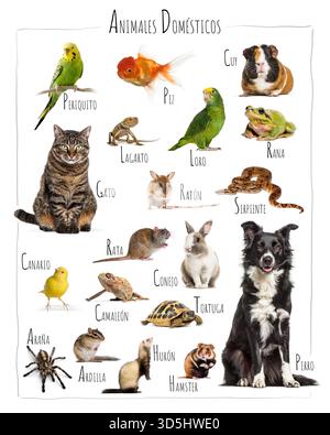 Haustiere wie Hund, Katze, Hamster, Kaninchen und andere Haustiere, die sich auf weißem Hintergrund posieren Stockfoto