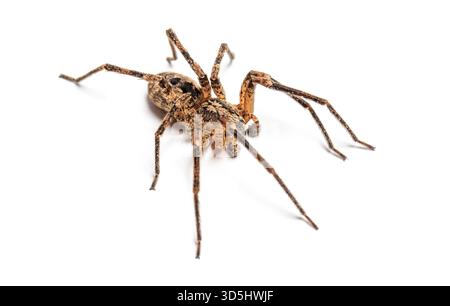 Männliche Nosferatu-Spinne - zoropsis spinimana - krabbelnd auf weißem Hintergrund Stockfoto