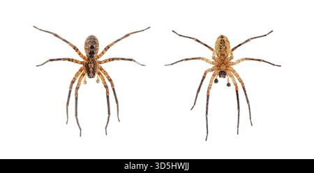 Männliche Nosferatu-Spinne, Zoropsis spinimana, dorsale und ventrale Ansicht, isoliert auf weiß Stockfoto