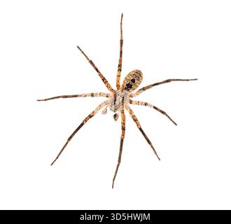 Die dorsale Seite einer männlichen Nosferatu-Spinne, Zoropsis spinimana, zeigt ihre Zähne, isoliert auf weißem Hintergrund Stockfoto