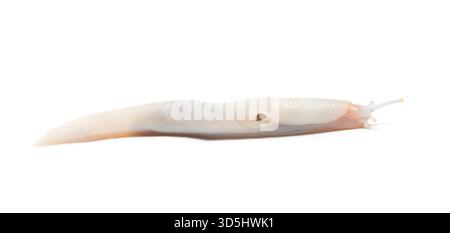Leopardenschnecke Albino oder Candida Farbvariante, auch bekannt als Limax maximus, kriecht auf weißem Hintergrund Stockfoto