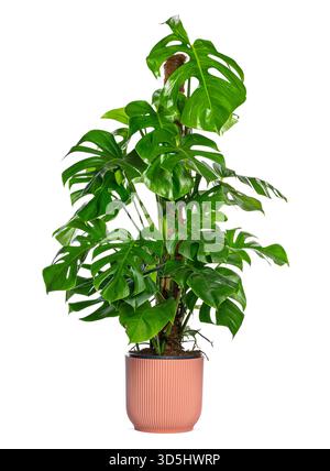 Gesunde Monstera deliciosa Pflanze mit leuchtend grünen Blättern, die in einem stilvollen rosafarbenen Topf gedeihen, isoliert auf weiß Stockfoto
