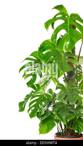 Nahaufnahme einer blühenden Monstera deliciosa-Pflanze mit ihren legendären geteilten Blättern vor einem sauberen weißen Hintergrund Stockfoto