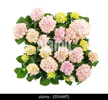 Rosa Hortensie, Makrophylla blüht und schafft einen floralen Hintergrund Stockfoto