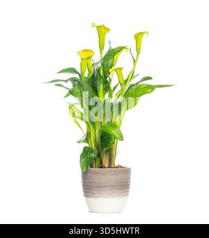 Gelbe Calla-Lilienpflanze mit leuchtend grünen Blättern, isoliert auf weißem Hintergrund, perfekt für Wohnkultur Stockfoto