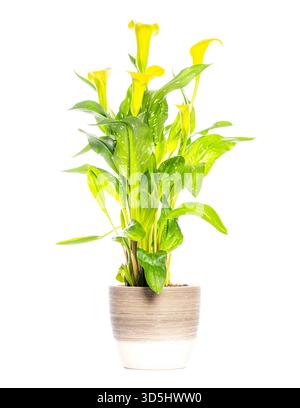 Leuchtend gelbe Calla-Lilienpflanze mit gesprenkelten Blättern gedeiht in einem einfachen Topf, isoliert vor einem weißen Hintergrund Stockfoto
