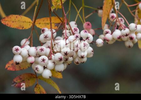 Sorbus forrestii-Früchte, Vogelbeeren, Nahaufnahme Stockfoto