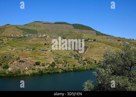 Blick auf die Hügel und Weinberge im Douro-Tal, Portugal Stockfoto