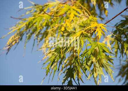 Baum Blätter Bäume Zweige Pflanzen Zweige Herbstlaub Zweige, Cutleaf Silber Ahorn Acer saccharinum „Borns Gracious“ Stockfoto