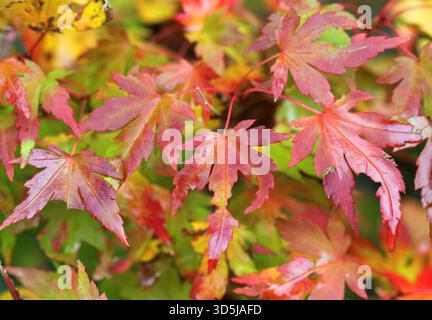 Eine Nahaufnahme von Acer Laub, Japanischer Ahorn, im Herbst. Stockfoto