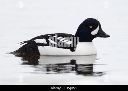 Barrow Goldeneye / Spatelente (Bucephala Islandica) im Winter, Schwimmen, Großraum Yellowstone, USA. Stockfoto