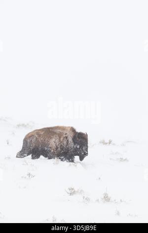 Bison/Amerikanischer Bison (Bison bison), Erwachsener, während Blizzard, unter harten Bedingungen, zu Fuß durch hohen Schnee, Yellowstone NP, USA. Stockfoto