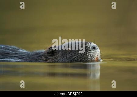 Kopfporträt eines Coypu / Flussratte / Nutria (Myocastor coypus), das in der Nähe durch schön farbiges Wasser schwimmt. Stockfoto