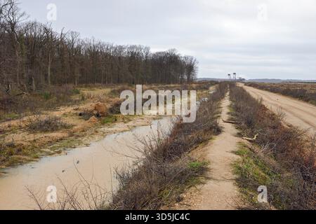 Blick auf den Hambacher Forst, einen alten Naturwald, der zu einem beliebten Symbol im Kampf gegen die globale Erwärmung wird. Der Hambacher Wald wird gerodet, um Platz für den weiteren Ausbau des nahegelegenen Braunkohlebergwerks durch RWE Power zu schaffen. Im Kampf um den Fo Stockfoto