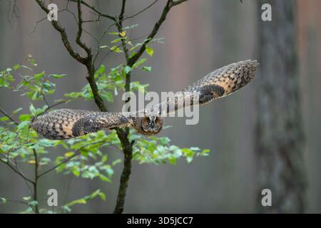 Indische Uhu / Rock Uhu / Bengalenuhu (Bubo Bengalensis) im Flug, dynamische frontale Aufnahme, sehr detaillierte, helle Augen. Stockfoto