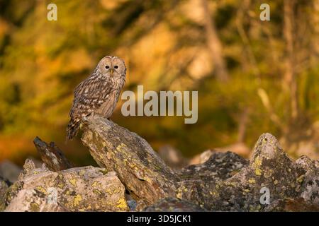 Ural Eulen / Habichtskauz (Strix uralensis) auf einem Felsen, am frühen Morgen, erste Sonnenstrahlen auf herbstlich farbige Wälder im Hintergrund. Stockfoto