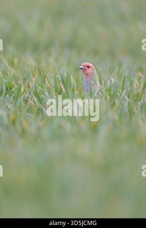 Rebhuhn ( Perdix perdix ) versteckt sich in einem Feld von Winterweizen, streckt den Hals, beobachtet neugierige, bedrohte Arten durch intensive Landwirtschaft, Europa. Stockfoto