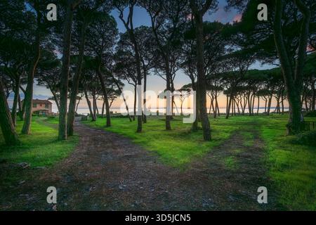 Pfad zum Meer im Pinienwald bei Sonnenuntergang am Strand von Follonica. Sonnenuntergang hinter der Insel Elba. Provinz Grosseto, toskanische Region, Italien Stockfoto