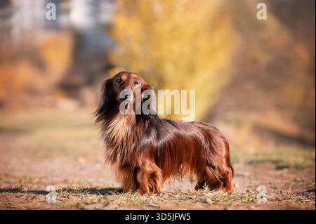 Roter langhaariger Dackelhund Portrait Herbststimmung Stockfoto