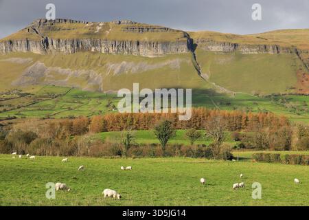 Blick auf Schafe, die auf grünen Feldern auf Ackerwiesen in der Nähe von Kings Mountain, County, Sligo, Irland weiden Stockfoto
